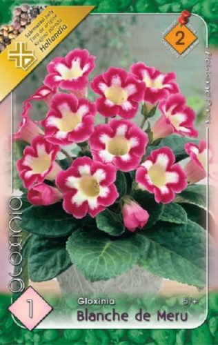 Gloxinia virághagyma, gumó, Blanche de Meru