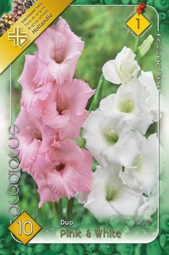 Kardvirág virághagyma, gumó, Duo Pink & White