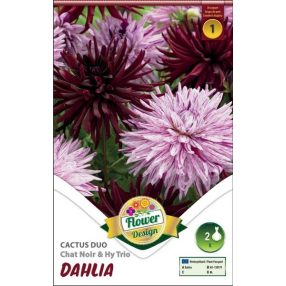 Dália virághagyma, gumó, Duo Chat Noir & Hy Trio