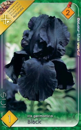 Nőszirom Iris virághagyma, gumó, germanica Black