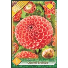 Dália virághagyma, gumó, Cornel Bronze