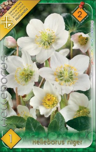 Hunyor, Helleborus