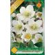 Hunyor, Helleborus