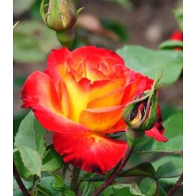 Rózsa Teahibrid Alinka