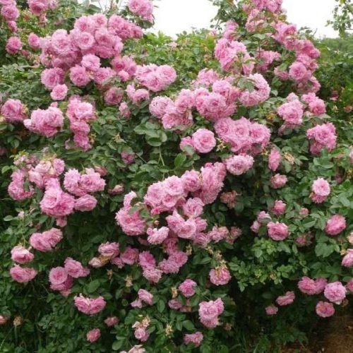 Futórózsa Árpád-házi Szent Erzsébet