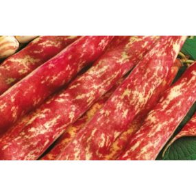   Étkezési szárazbab (Rocco tipus) Taylor 1000g Nagy kiszerelés