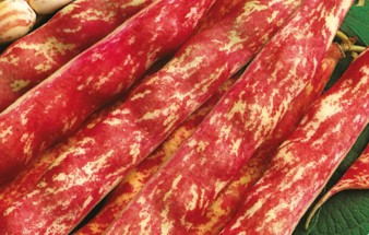 Étkezési szárazbab (Rocco tipus) Taylor 1000g Nagy kiszerelés