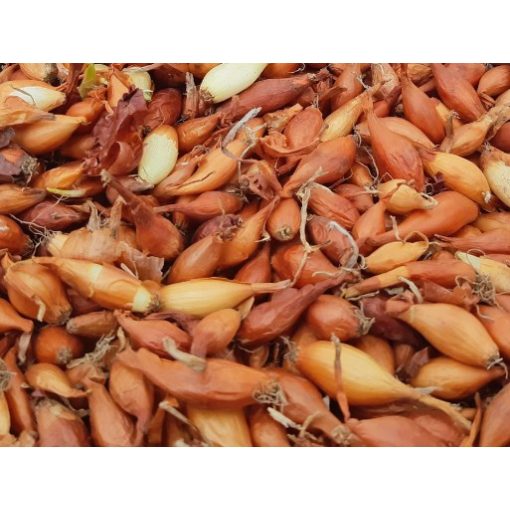 Dughagyma Makói CR csomagolt 250g