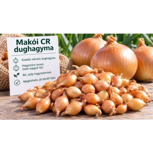 Dughagyma Makói vörös Őszi 15 mm Kimérős  /kg
