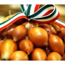 Dughagyma Makói vörös Őszi 15 mm Kimérős  /kg