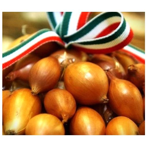Dughagyma Makói vörös Őszi 15 mm Kimérős  /kg