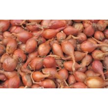 Dughagyma Makói vörös Őszi 15 mm Kimérős  /kg