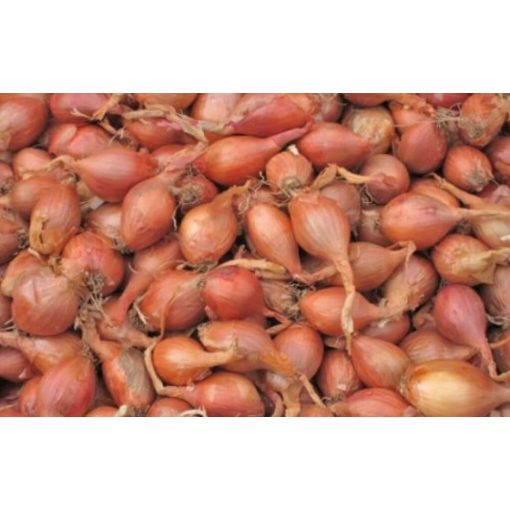 Dughagyma Makói vörös Őszi 15 mm Kimérős  /kg