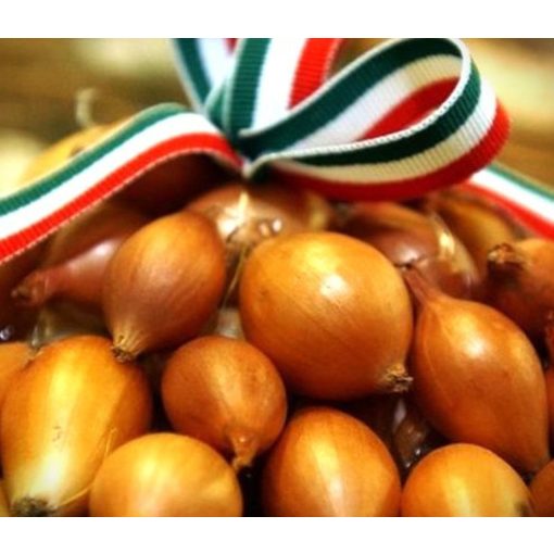Dughagyma Makói vörös Őszi 30 mm Kimérős /kg