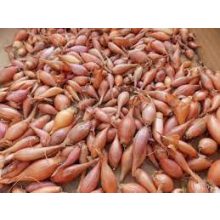 Dughagyma Makói vörös Őszi 30 mm Kimérős /kg