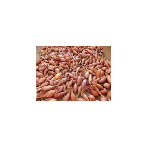 Dughagyma Makói vörös Őszi 22 mm Kimérős /kg