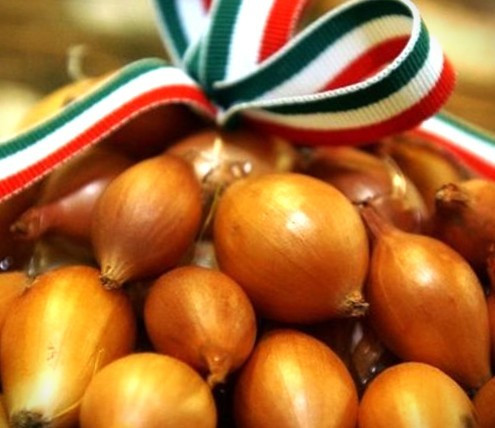 Dughagyma Makói vörös LÉDIG Tavaszi Kimérős /kg